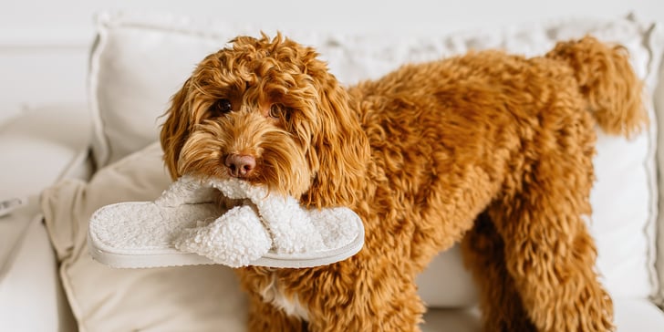 A labradoodle holding a slipper in his mouth.
