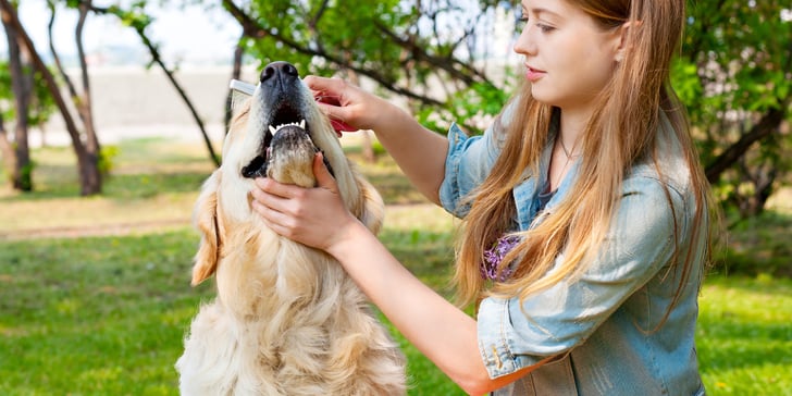 A woman brushing a golden.