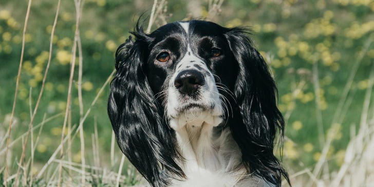 A black and white Cocker Spaniel sat in a field.