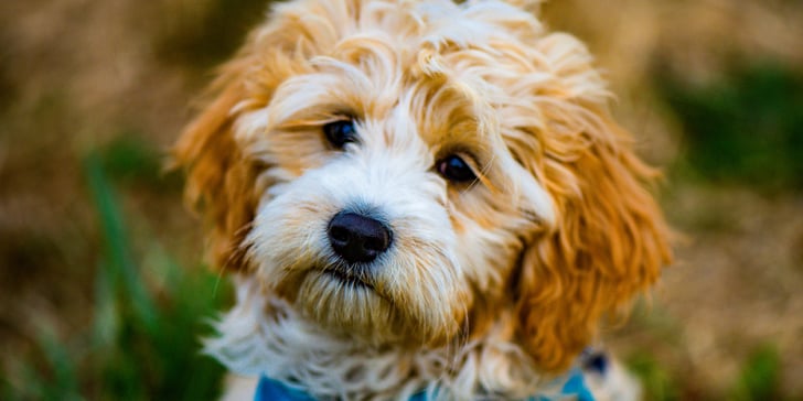 A close-up image of a toy Cockapoo puppy.