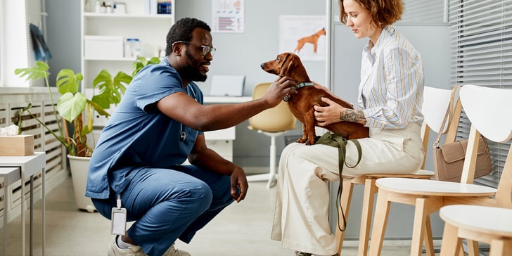 A vet crouched down looking at a dachshund. 