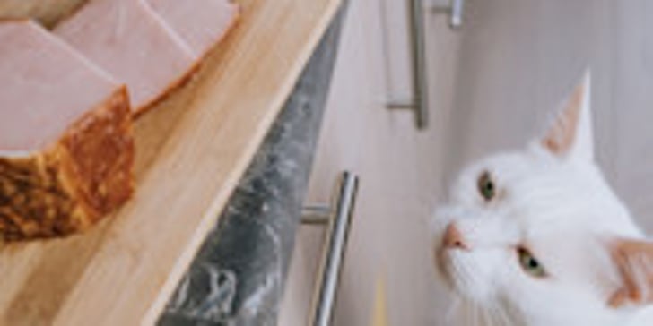 Can Cats Eat Ham A Comprehensive Guide For Cat Owners