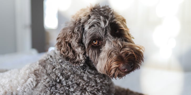 Sable Labradoodle lying down