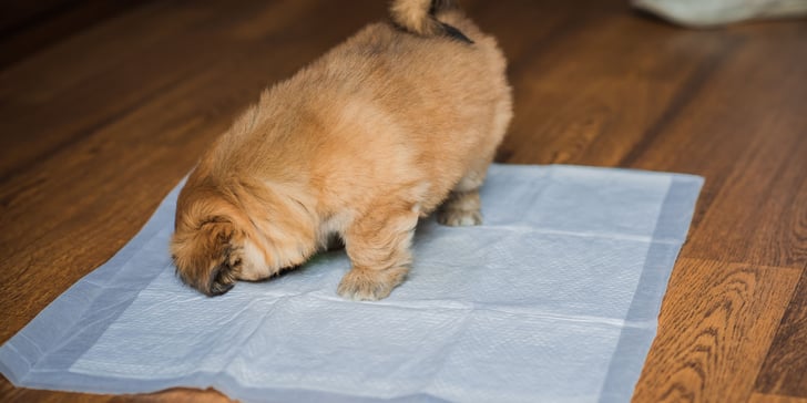 A puppy sniffing a wet pad