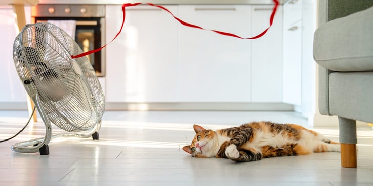 A cat laying down next to a fan.