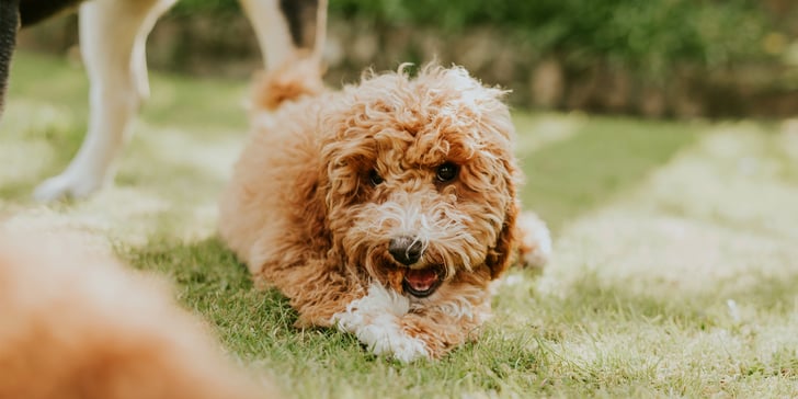A Cockapoo eating whilst laying down on grass.