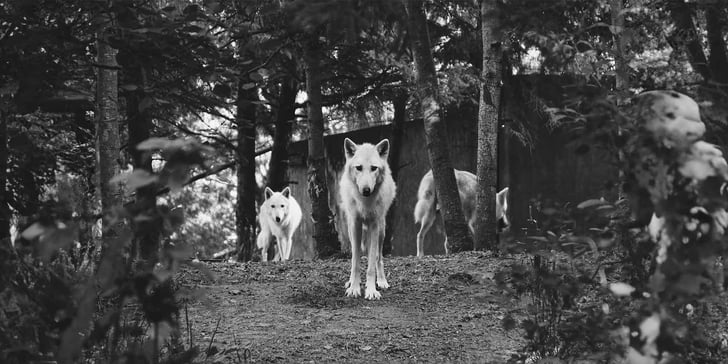 3 large white dogs in a forest