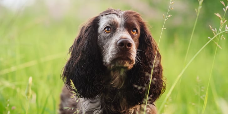 A brown and white springer spaniel sitting in grass.