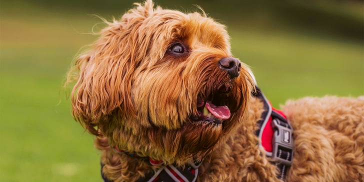 A Cavapoo looking towards the right.