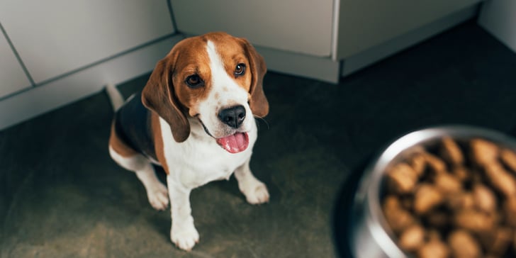 A Beagle sitting patiently for his food.