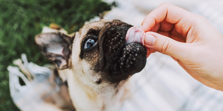 A hand feeding a Pug a treat.