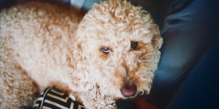 A labradoodle looking upwards.