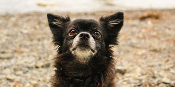 Pointy Eared Chihuahua