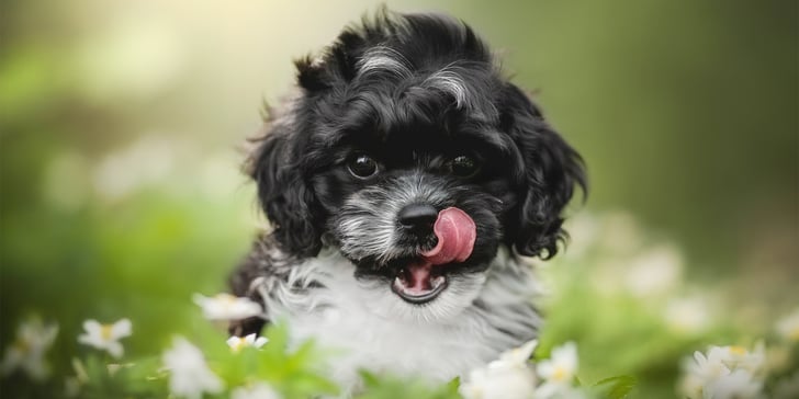 a black and white cavapoo licking his lips.