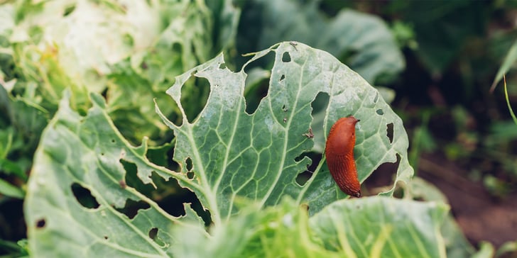 a slug on a leaf