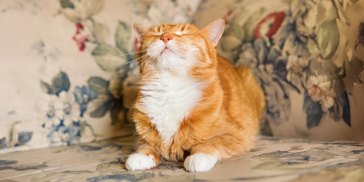A ginger and white cat sitting on a floral chair.
