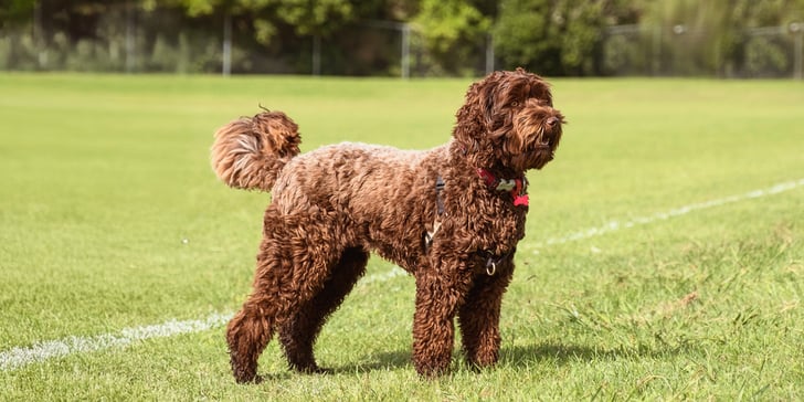 A brown Labradoodle standing in a field.
