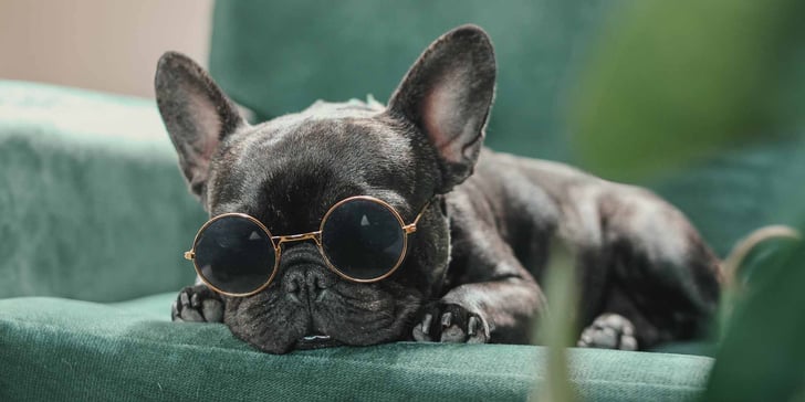 A french bulldog in glasses