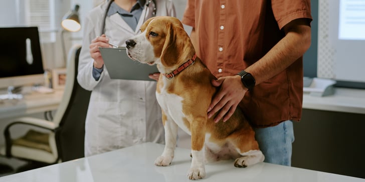 A Beagle sat on a veterinary table.