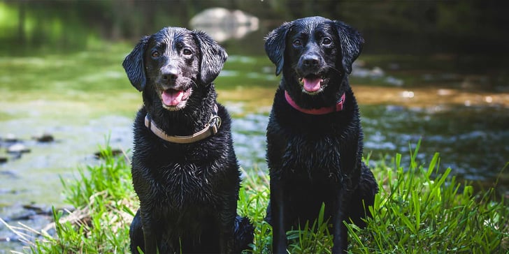 2 labradors sitting by lake