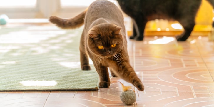 a british shorthair chasing a ball on the floor.