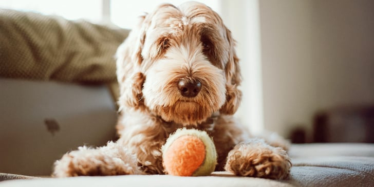 A labradoodle with a ball.