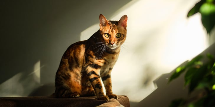 A bengal cat sat in a sunny patch.
