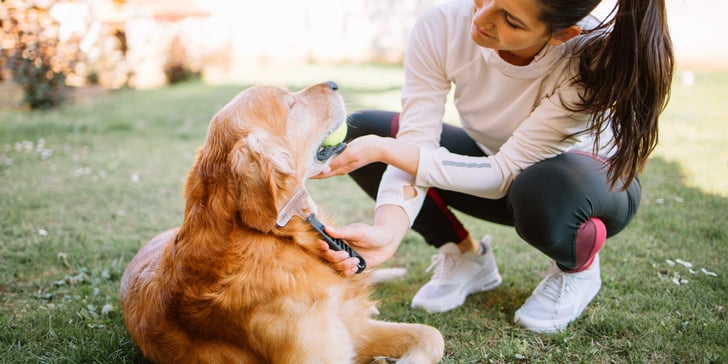 A woman brushing her golden outdoors.