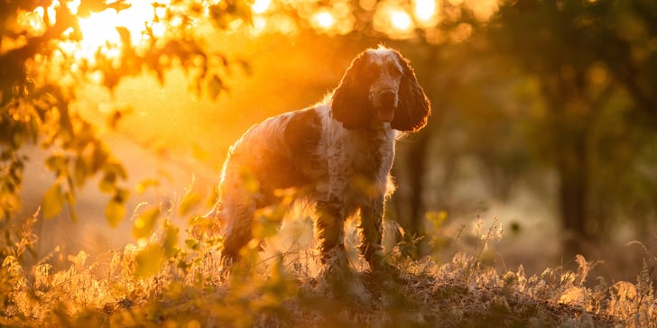 A springer spaniel standing in front of a sunset.