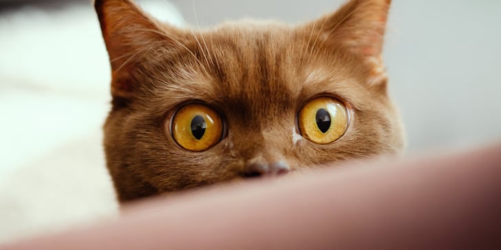 British shorthair close up of eyes