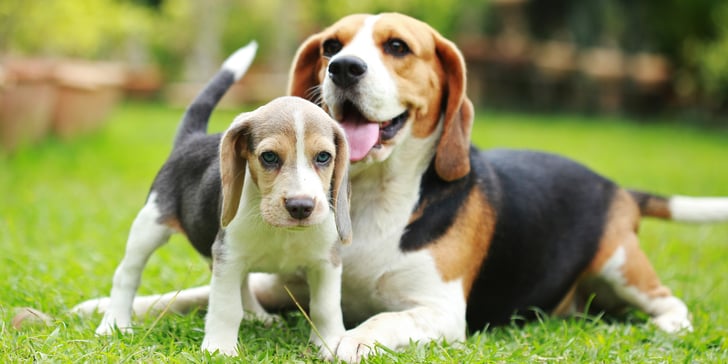Mother Beagle with puppy on grass outside