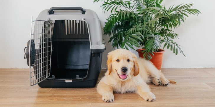 A golden retriever sitting next to a crate.