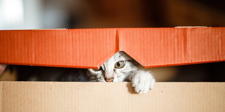 cat in a cardboard box