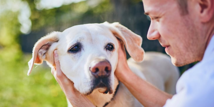 A man holding a labrador outdoors.