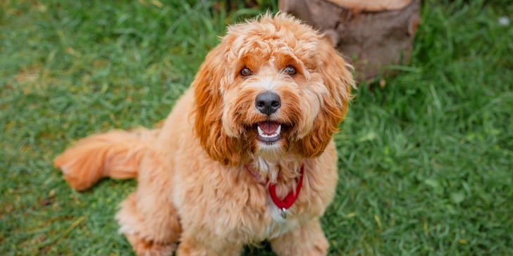 A light brown labradoodle sitting on grass.