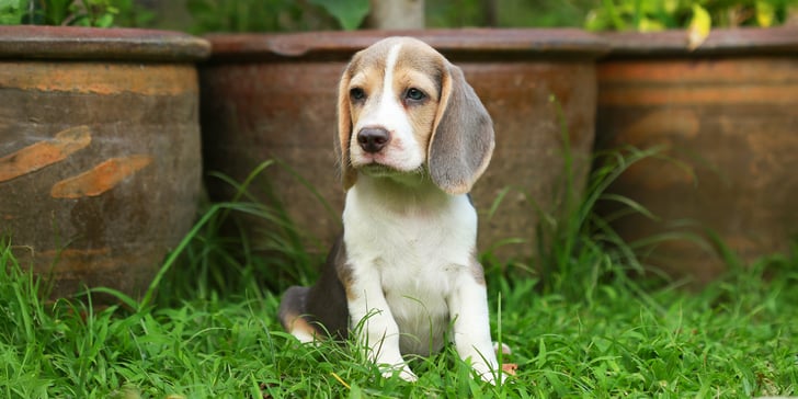 Beagle puppy sitting in front of plant pots on grass