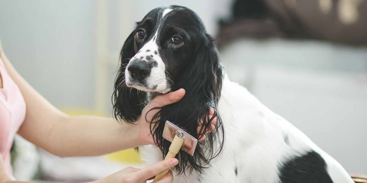 Cocker Spaniel being Brushed