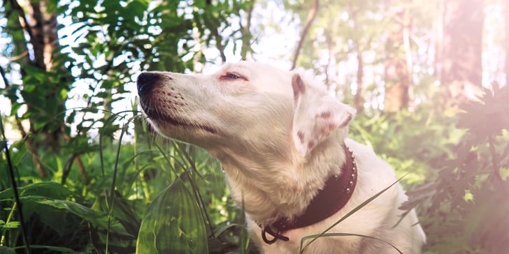 white dog in the sun in a forest