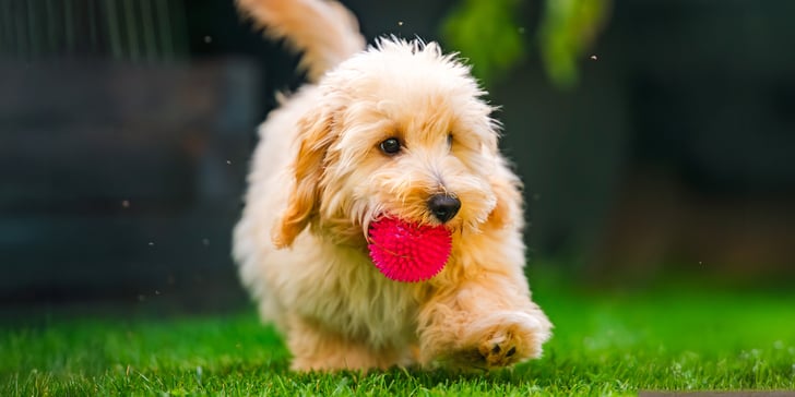 A maltipoo holding a red ball in his mouth.