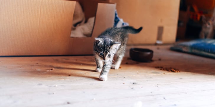 grey kitten walking on wooden flooring