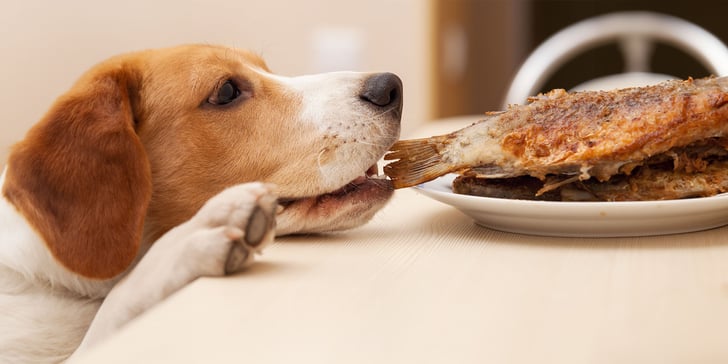 A dog sneaking fish off a table