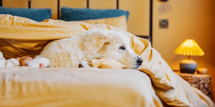A big dog sat in yellow bedding.
