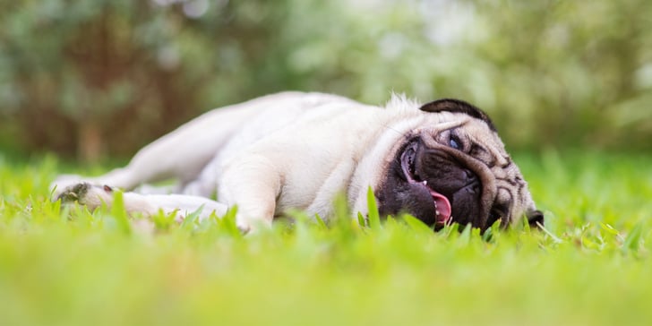 A pug laying down in the grass.