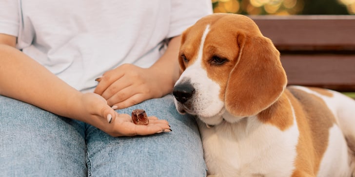 A beagle staring at a biscuit in a hand.