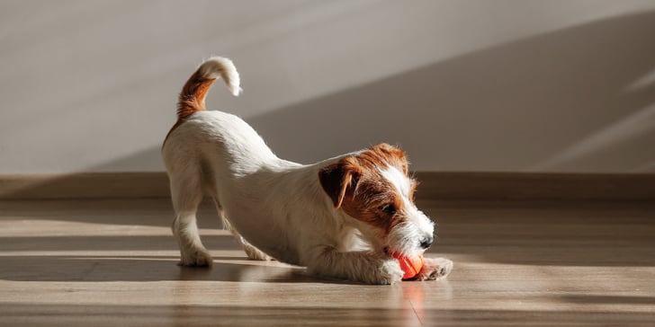 Jack Russel puppy chewing toy