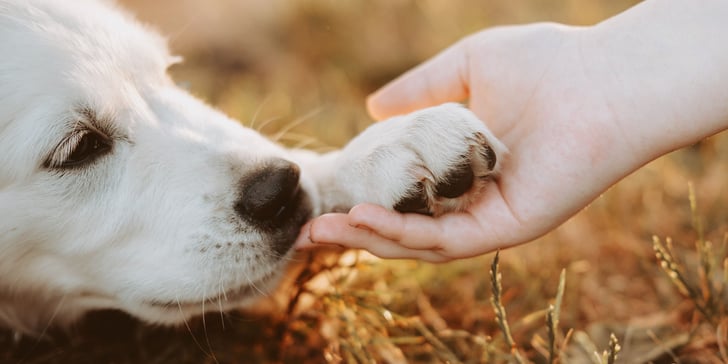A golden retriever holding a human paw.