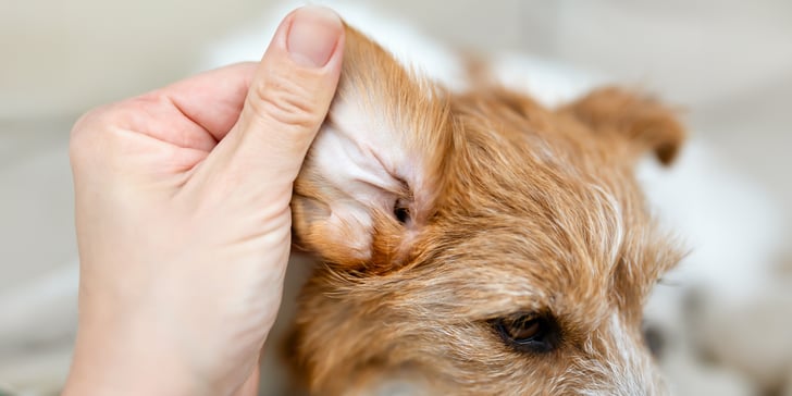 A close up image of a wire-haired Jack Russells ear.