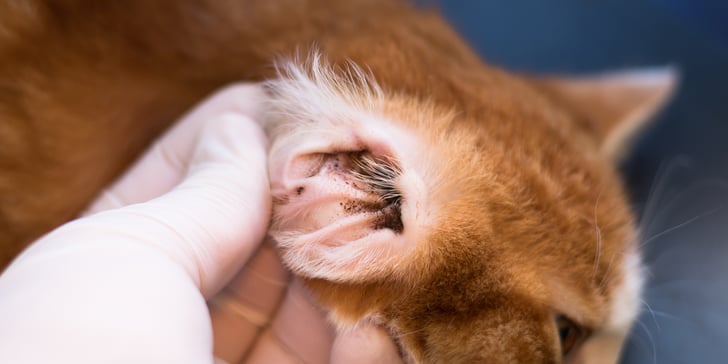 close up of mites in cats ear