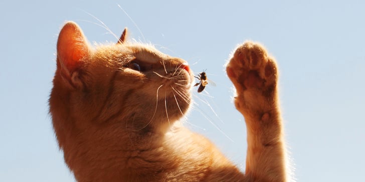 A ginger cat trying to bat away a wasp with his paw