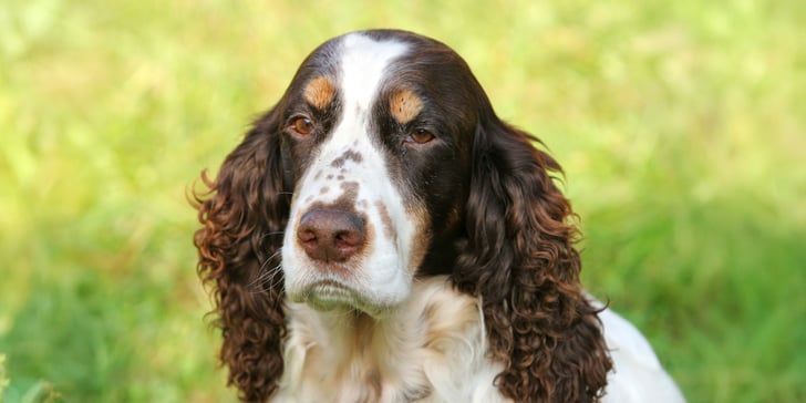 A brown springer spaniel with ginger eyebrows.